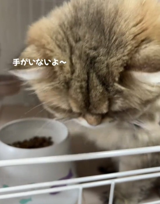 手を探す猫
