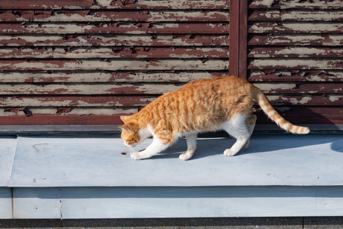 匂いを確認する猫