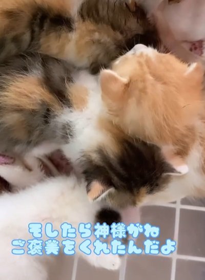 猫数匹で身を寄せ合っている（右側に茶トラ子猫）