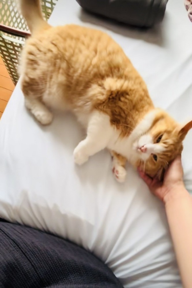飼い主さんに甘える茶白猫