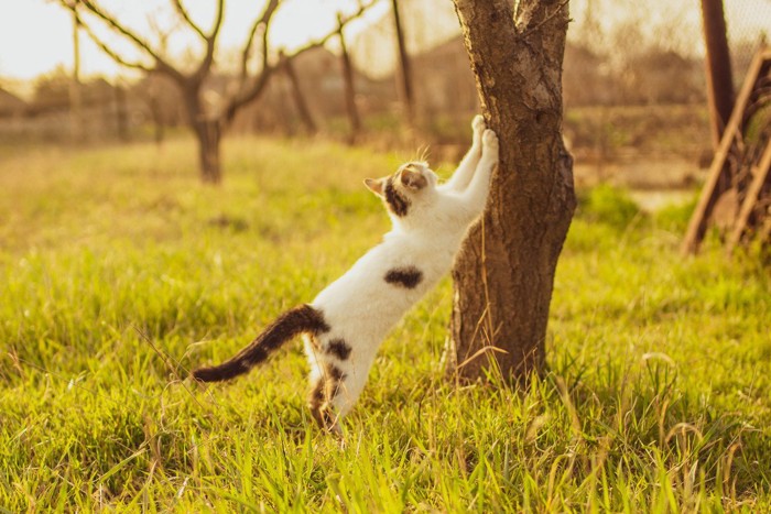 木で爪をとぐ猫