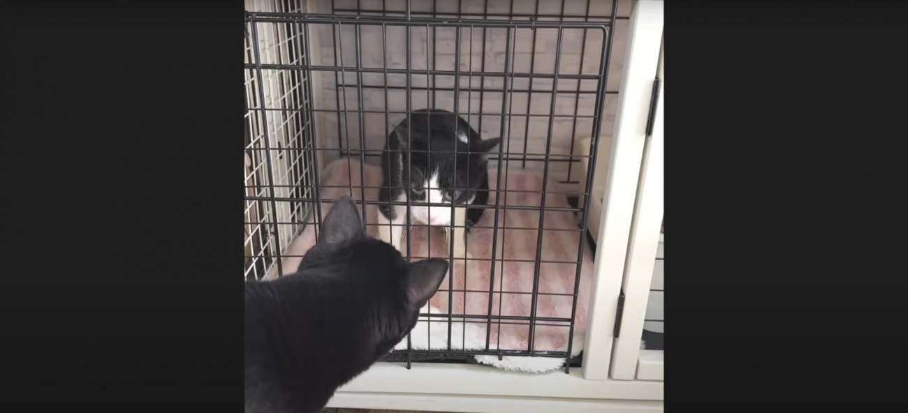 ケージの中の猫と外にいる猫