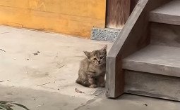 庭の隅から周囲を見つめる子猫