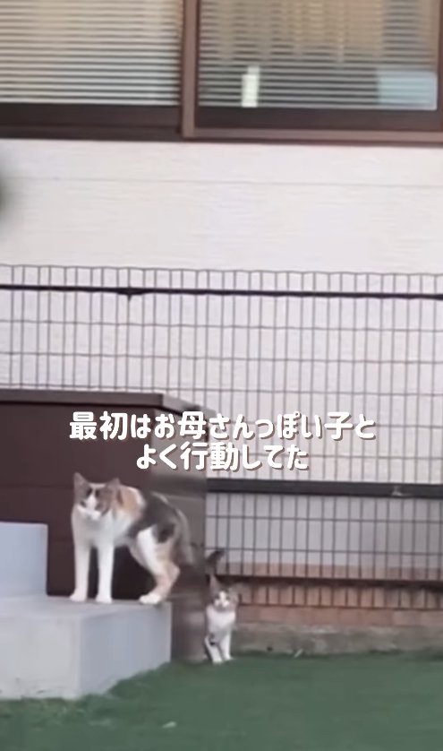 庭の隅にいる親子猫