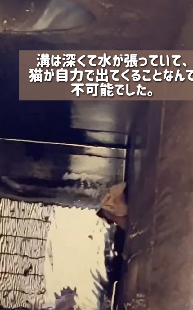 溝の底にいる子猫