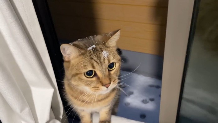 頭に雪を乗せて