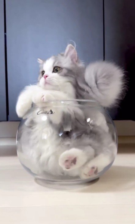 猫鉢に入った猫