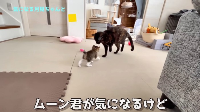 近づく子猫と成猫