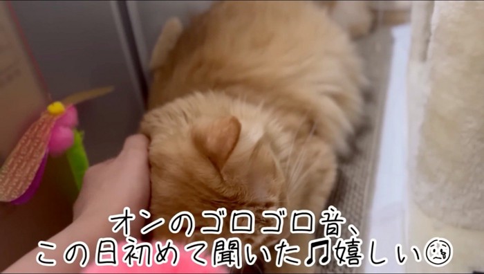 飼い主の手に頭を押しつける猫
