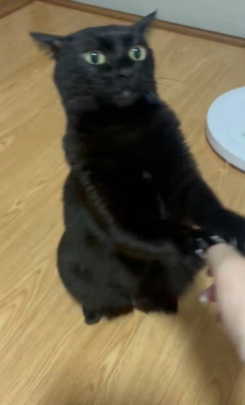 一緒に遊ぶ猫