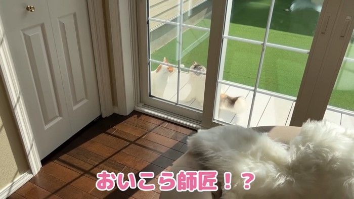 つくしちゃんをポコっとするつくしちゃん