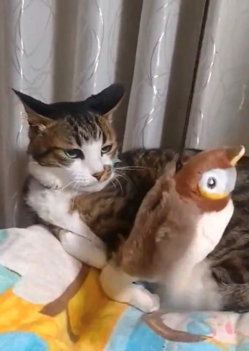 画面右方向へ動くすずめを冷たい目で見つめる猫