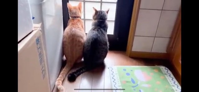 2匹寄り添う仔猫