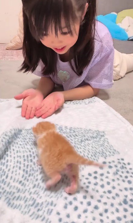 女の子に向かって歩く子猫