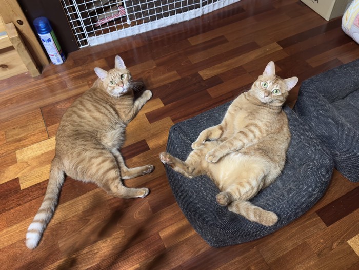 くつろぐ2匹の猫