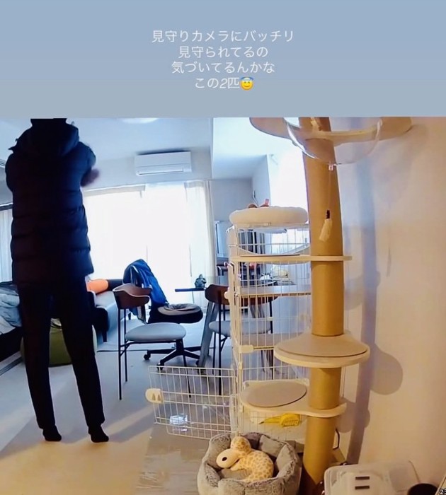 パパに抱っこされる保護猫