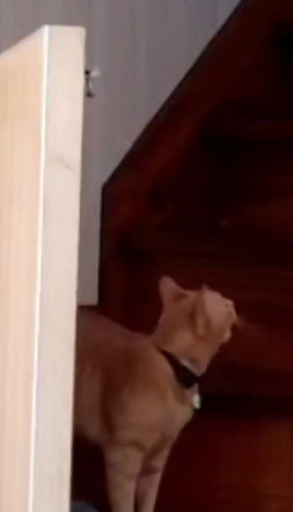 階段にいる猫