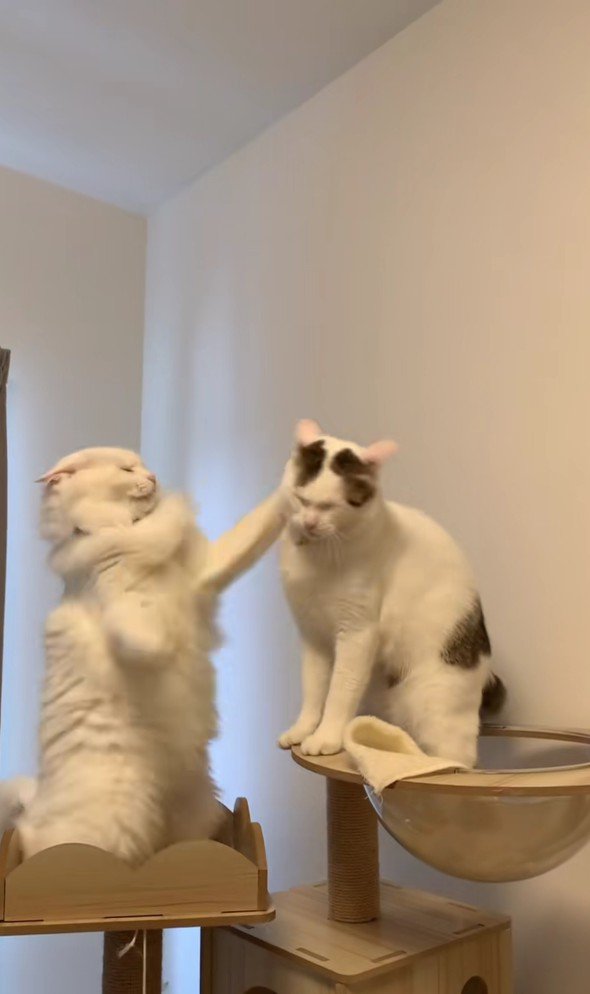 ケンカする猫