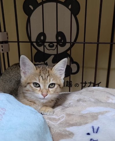 ケージ内にいる子猫