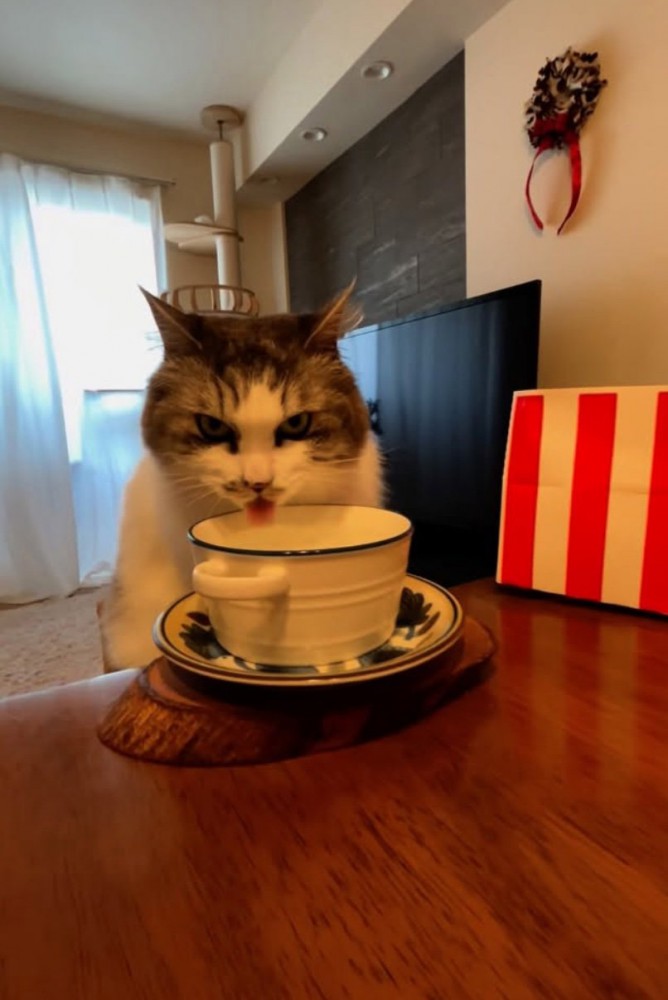 見つめながら水を飲む猫