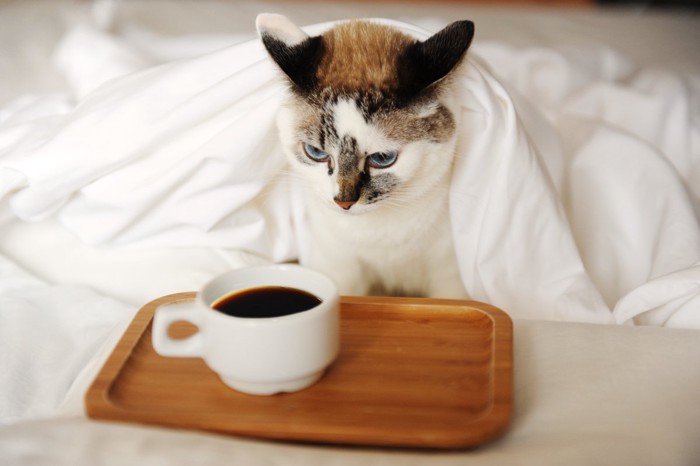イカ耳でコーヒーを見つめる猫
