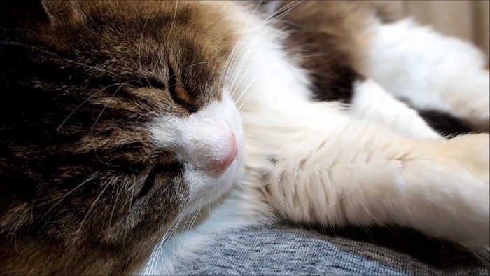 寝ている猫の顔