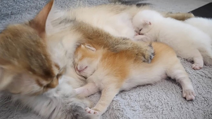 母猫に顔をうずめる子猫