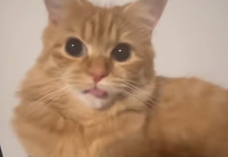 舌をしまい忘れている猫