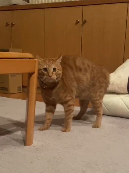 テーブルの横に立つ猫