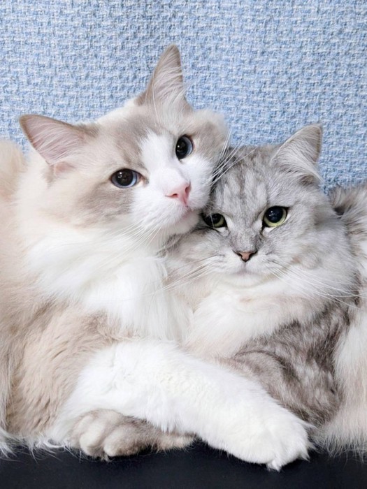 カメラ目線で抱き合う2匹の猫