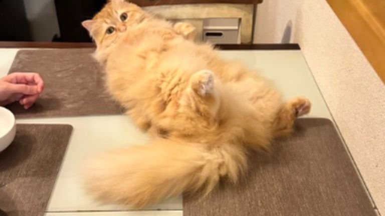 机の上にいる猫