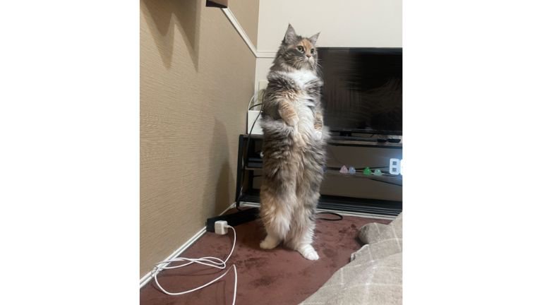 二足立ちしている猫