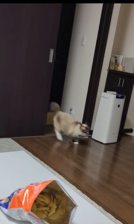 駆け抜けていく琥珀くん