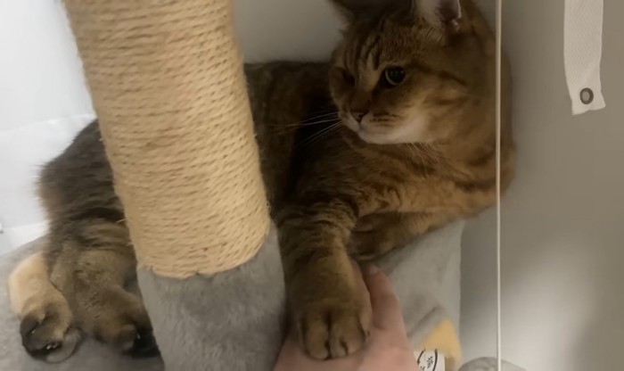 飼い主の手の上に前足を置いてそっぽを見る猫