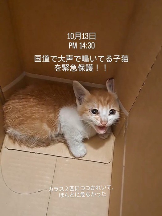 鳴いている子猫