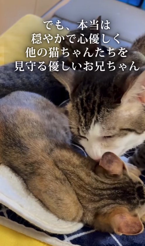 子猫の毛づくろいをしている猫