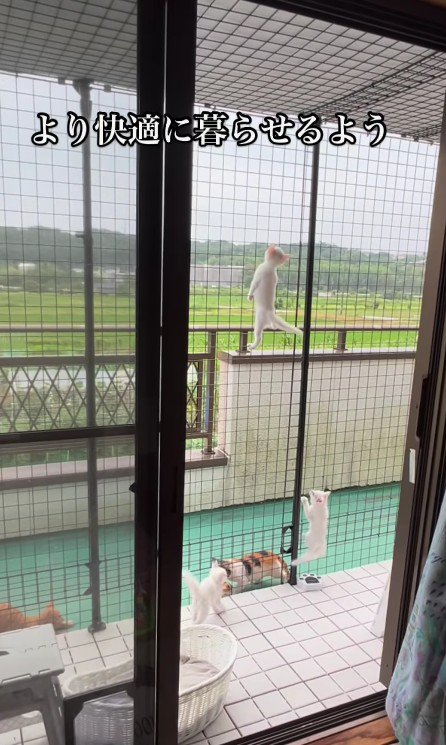 網をのぼる子猫たち
