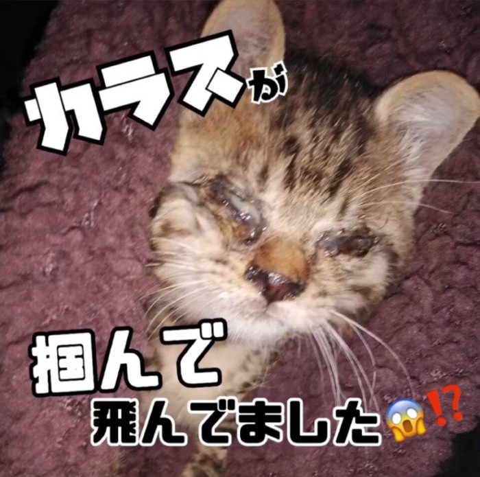 目が開かない子猫