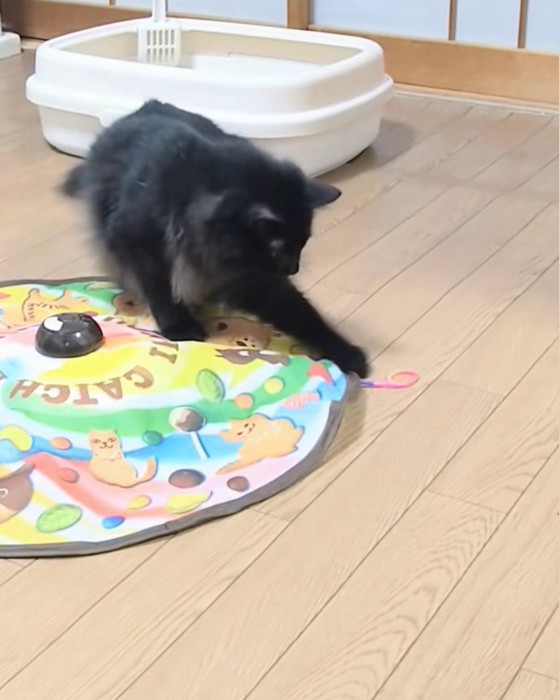 おもちゃで遊ぶアルバくん