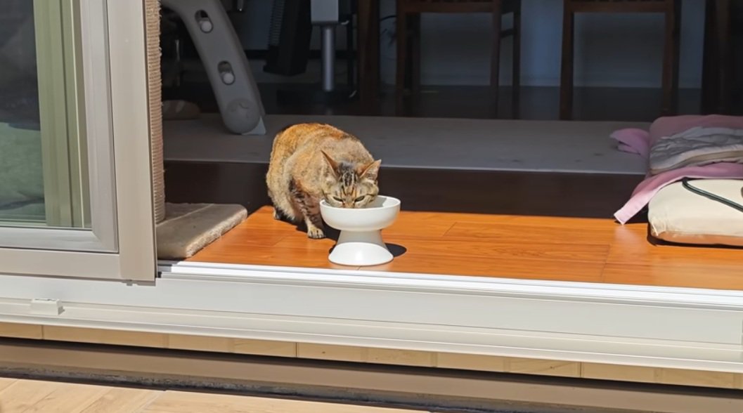 窓辺でご飯を食べる麦わら猫