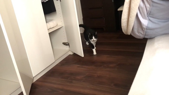 歩いてくるおむすびちゃん