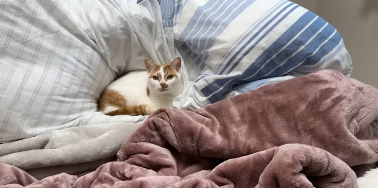 布団にすっぽり収まる猫