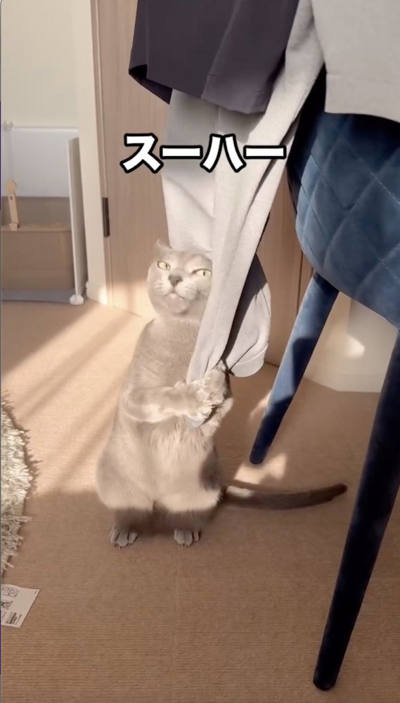 洋服に顔をなすりつける猫