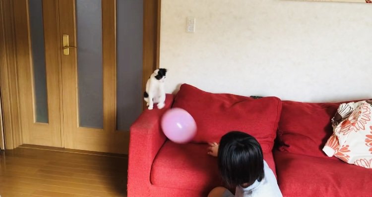 風船でバレーボールをする2人の男の子とハチワレ猫