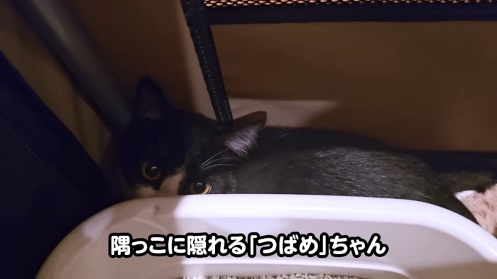 隠れる子猫
