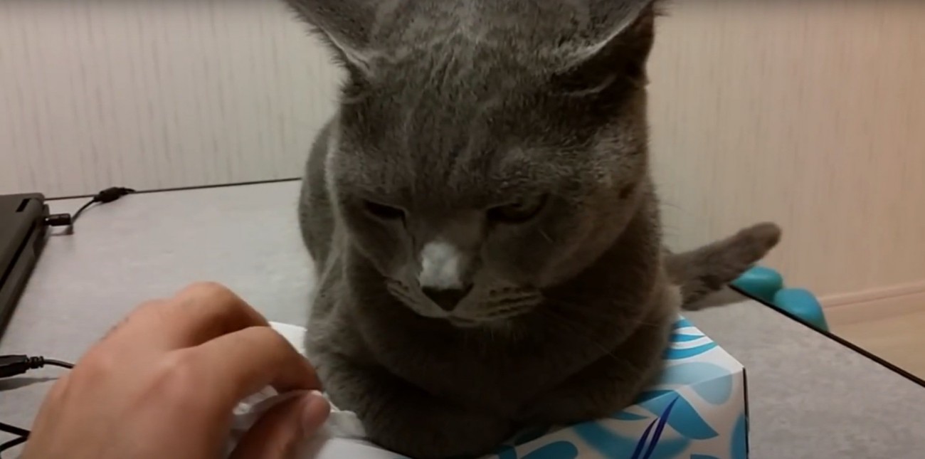 飼い主さんの手を見つめるすずまろくん