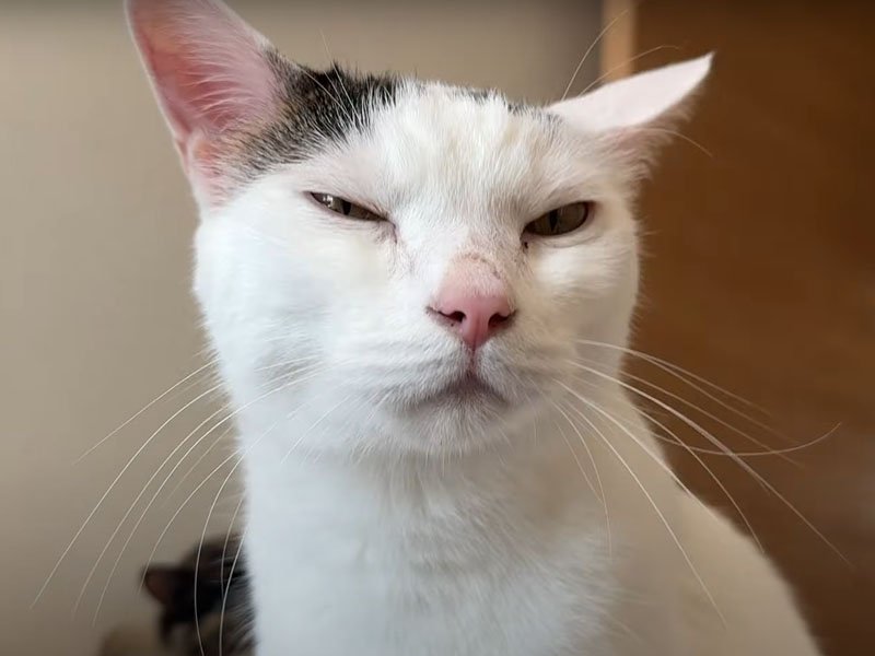 眠そうな顔の猫