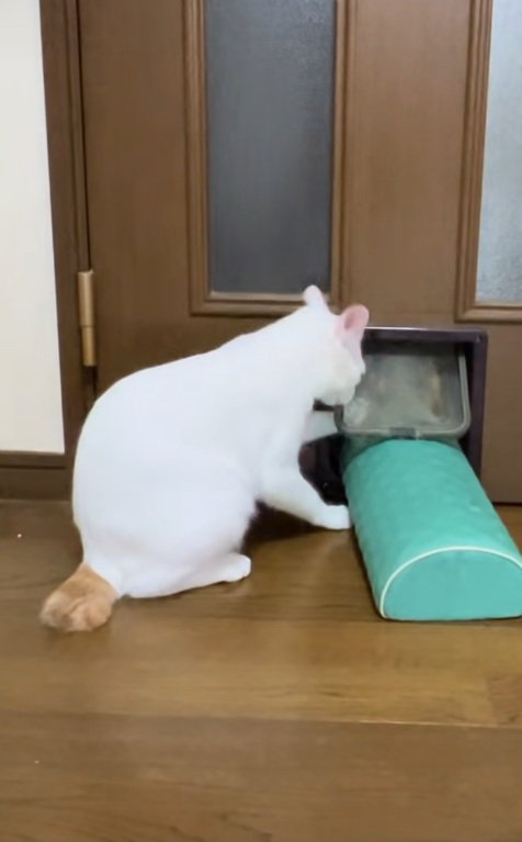 猫用通路を枕を通そうとしている猫