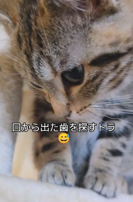 頭を下げて足元を見る猫