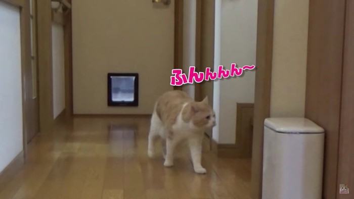 横を向く猫